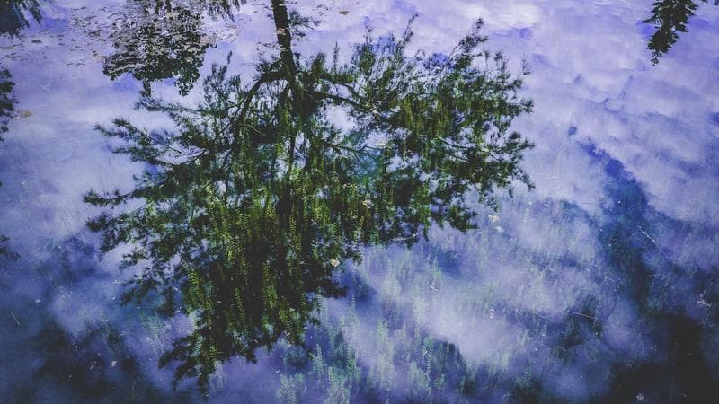 Panduan Local SEO: Mendominasi Pencarian di Area Anda