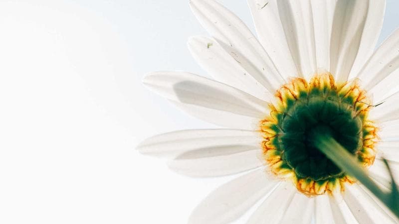 7 Elemen Wajib untuk Landing Page dengan Konversi Tinggi