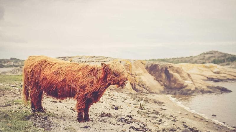 Mengapa Desain Responsif adalah Kewajiban, Bukan Pilihan